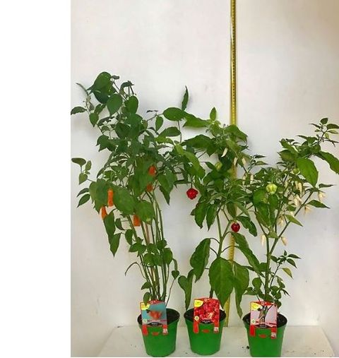 Capsicum chinense MIX