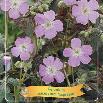 Geranium maculatum 'Espresso'