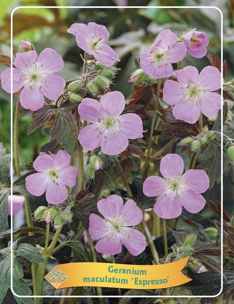 Geranium maculatum 'Espresso'