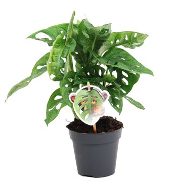Monstera obliqua 'Monkey Leaf'