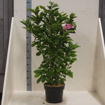 Magnolia 'Susan'