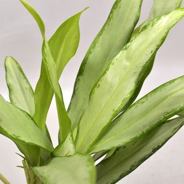 Aglaonema 'White Lance'
