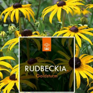 Rudbeckia fulgida 'Goldsturm'