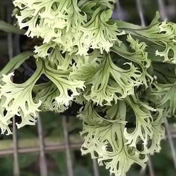 Microsorum 'Fireworks'