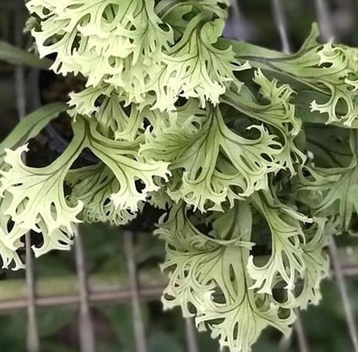 Microsorum sp 'Fireworks’ ミクロソリウム Microsorum 'Fireworks' — Растения Оптовая FlorAccess