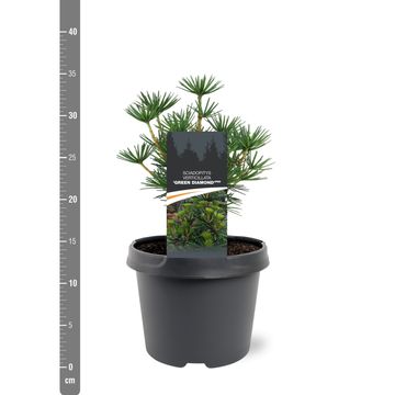 Sciadopitys verticillata GREEN DIAMOND