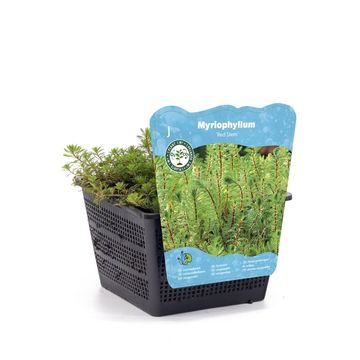 Myriophyllum rubricaule