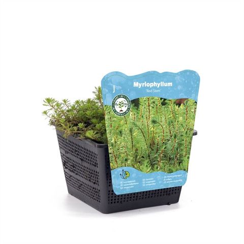 Myriophyllum rubricaule