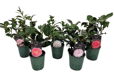 Camellia japonica MIX