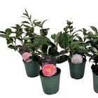 Camellia japonica MIX