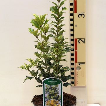 Osmanthus heterophyllus 'Goshiki'