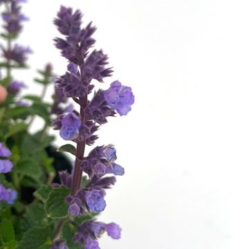 Nepeta 'Purrsian Blue'