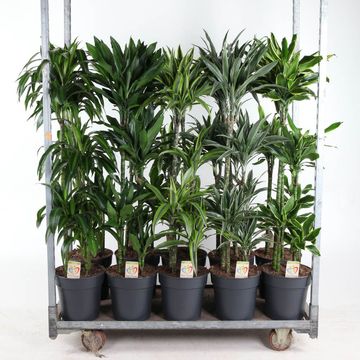 Dracaena MIX
