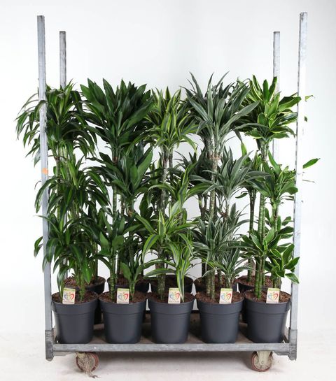 Dracaena MIX