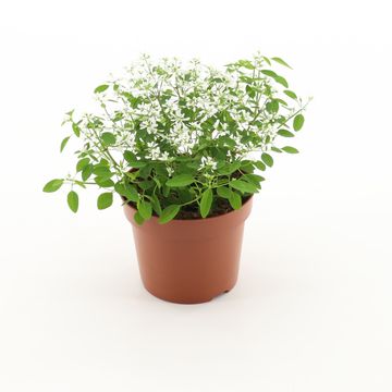 Euphorbia hypericifolia 'Loreen Compact White'