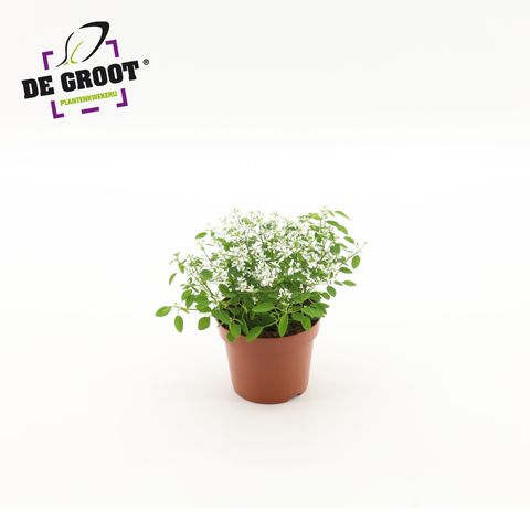 Euphorbia hypericifolia 'Loreen Compact White'