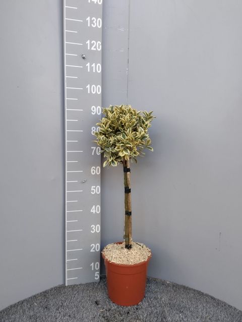 Euonymus japonicus 'Bravo'