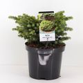 Picea abies 'Литл Джем'