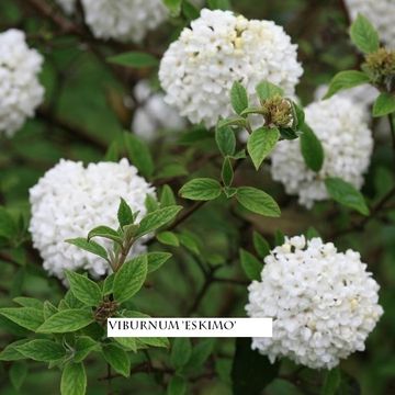 Viburnum 'Eskimo'