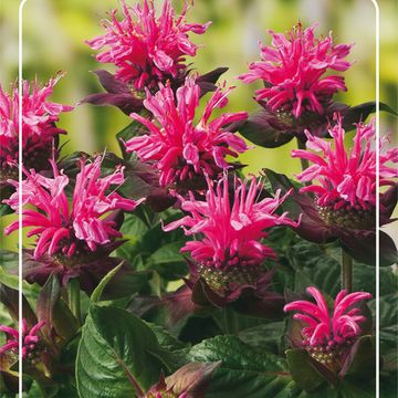 Monarda 'Pink Lace'