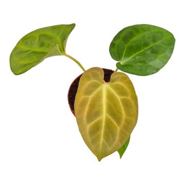 Anthurium King of Spades x Forgetii x Goliath