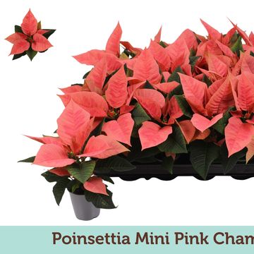 Euphorbia pulcherrima PINK CHAMPAGNE