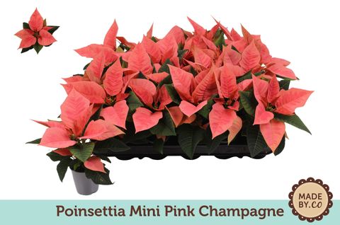 Euphorbia pulcherrima PINK CHAMPAGNE