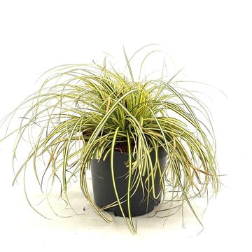 Carex oshimensis EVERCOLOR EVERORO