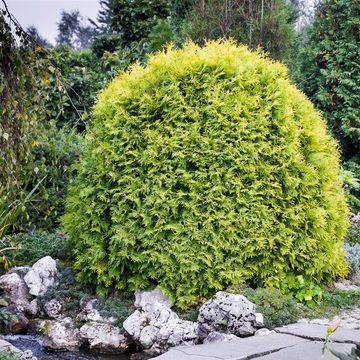 Thuja occidentalis 'Golden Globe'