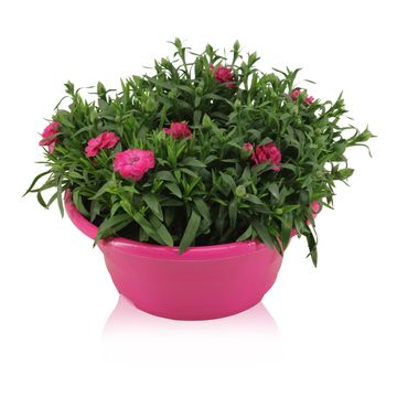 Dianthus OSCAR MIX