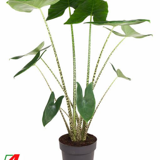 Alocasia zebrina