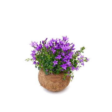 Campanula Addenda