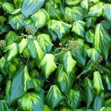 Hedera colchica 'Sulphur Heart'