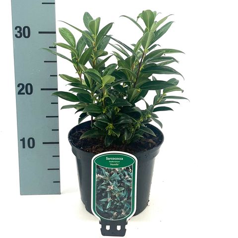 Sarcococca hookeriana humilis