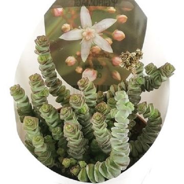 Crassula marnieriana
