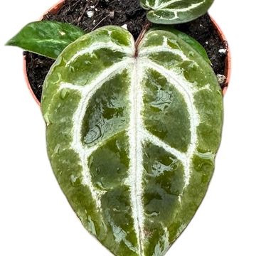 Anthurium 'Red Crystallinum'