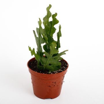 Epiphyllum anguliger