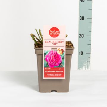 Rosa BLACKBERRY NIP