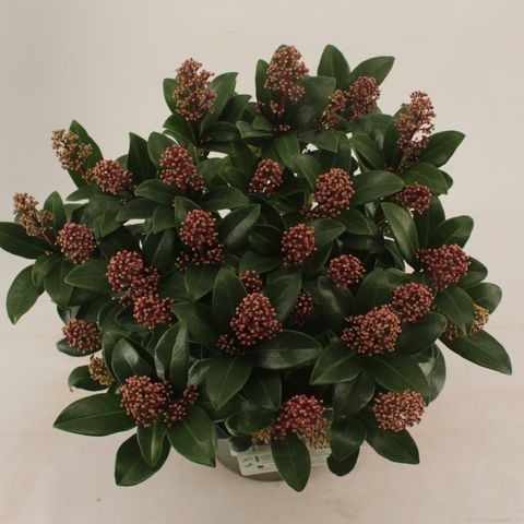 Skimmia japonica 'Celebrations'