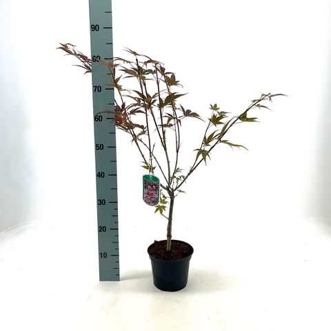 Acer palmatum 'Yezo-nishiki'