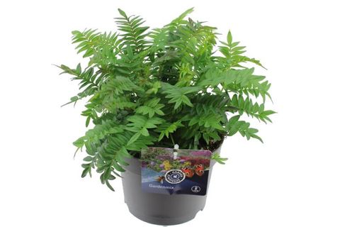 Polemonium yezoense BRESSINGHAM PURPLE