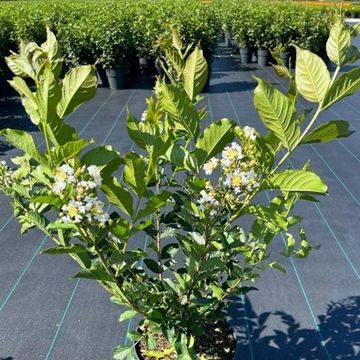 Lagerstroemia 'Natchez'