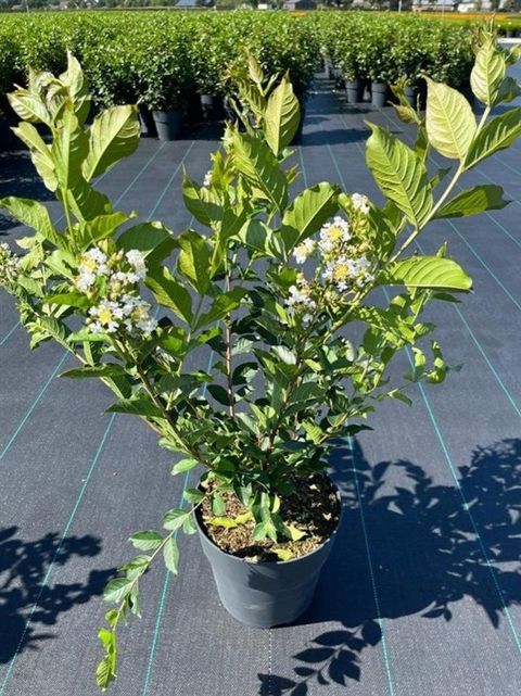 Lagerstroemia 'Natchez'