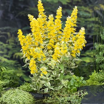 Lysimachia punctata 'Alexander'