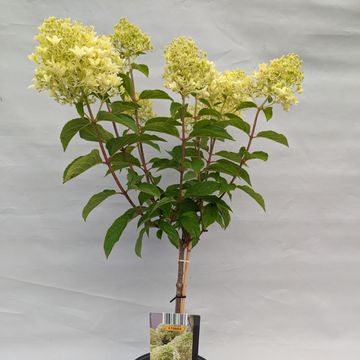 Hydrangea paniculata 'Bee Happy'