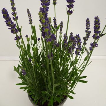 Lavandula angustifolia 'Spear Blue'