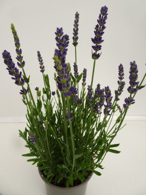 Lavandula angustifolia 'Spear Blue'