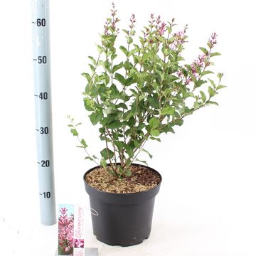 Syringa BLOOMERANG PINK PERFUME