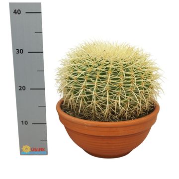 Echinocactus grusonii