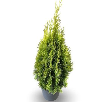 Thuja occidentalis GOLDEN SMARAGD